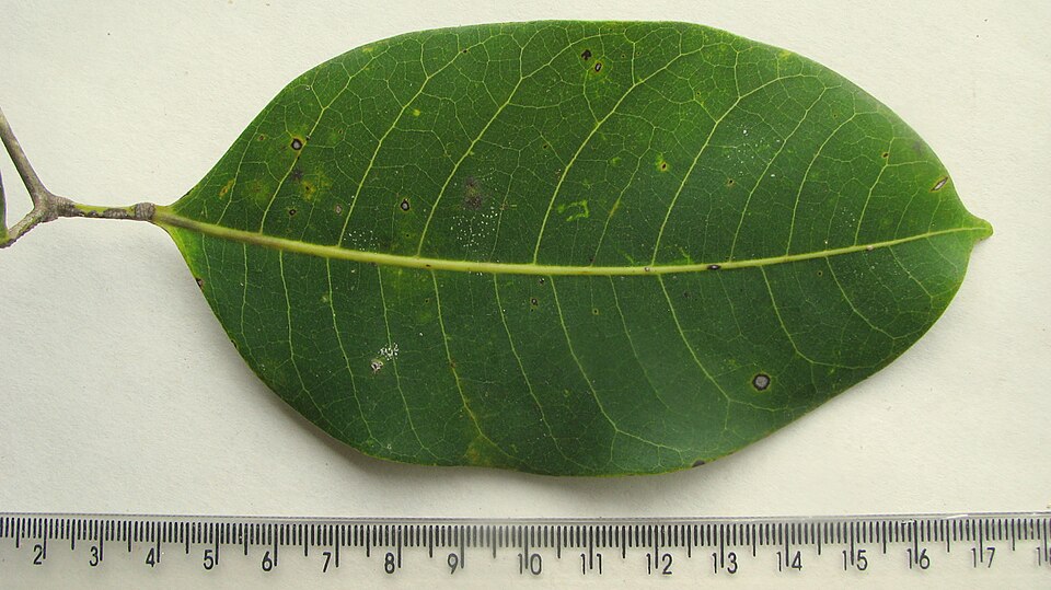 Bursera icicariba