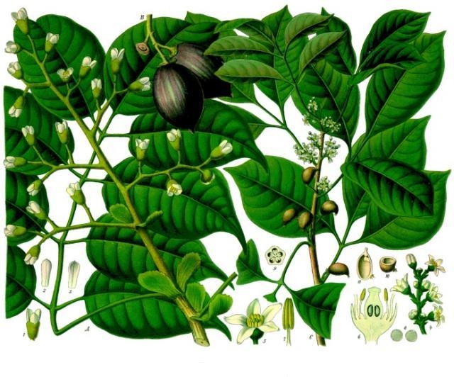 Bursera icicariba (Elemi) — photo