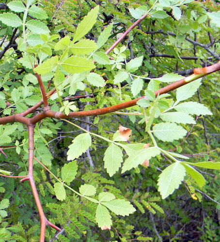 Bursera linanoe (Linaloe berry) — photo