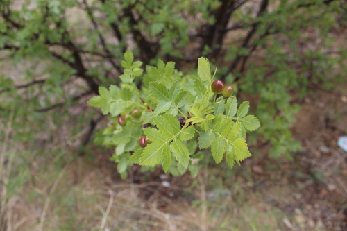 Bursera linanoe (Linaloe berry) — photo