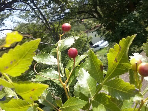 Bursera linanoe