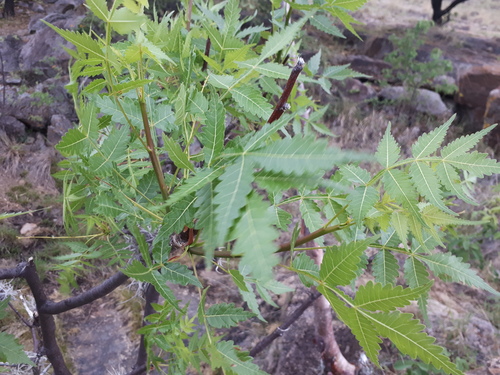 Bursera penicillata (Elemi-gum) — photo