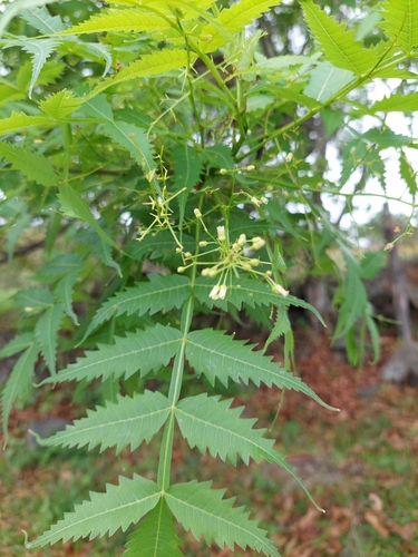 Bursera penicillata