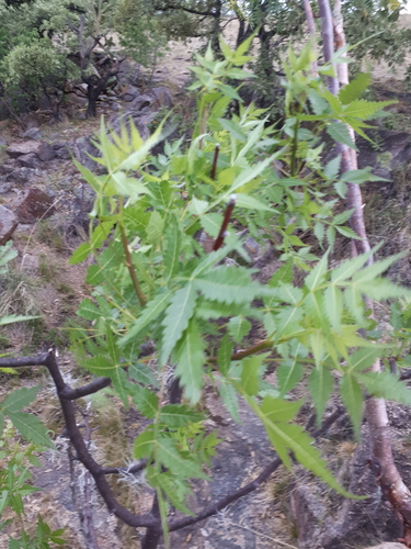 Bursera penicillata (Elemi-gum) — photo