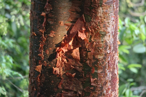 Bursera simaruba (Gumbo-limbo) — photo