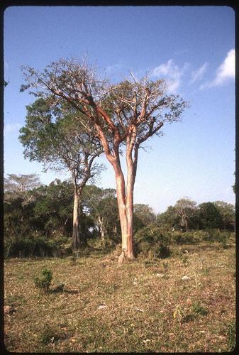 Bursera simaruba (Gumbo-limbo) — photo