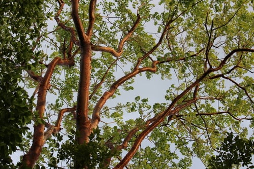 Bursera simaruba