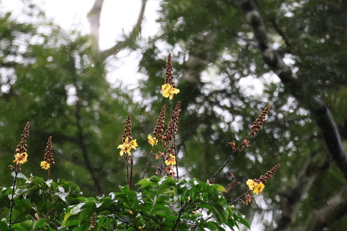 Bussea occidentalis — photo