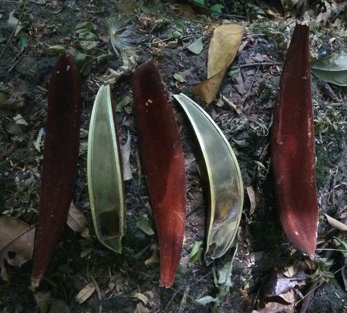 Bussea occidentalis