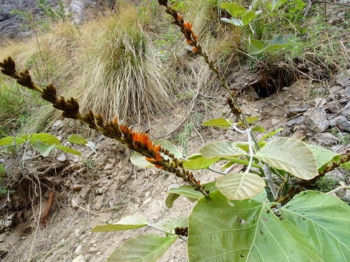 Butea buteiformis