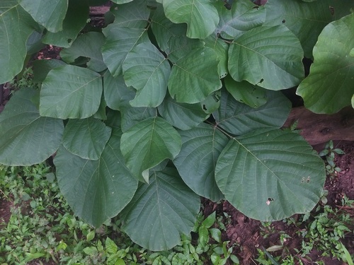 Butea monosperma (Flame of the Forest) — photo