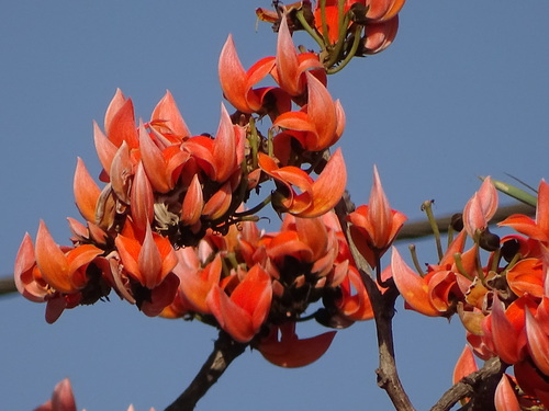 Butea monosperma (Flame of the Forest) — photo