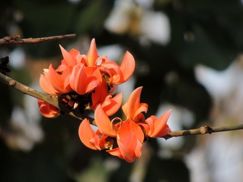 Butea monosperma