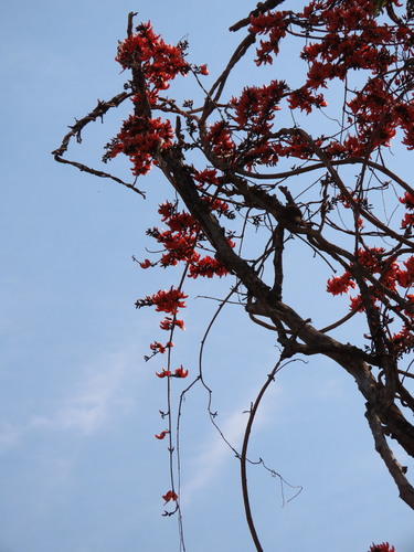 Butea superba — photo