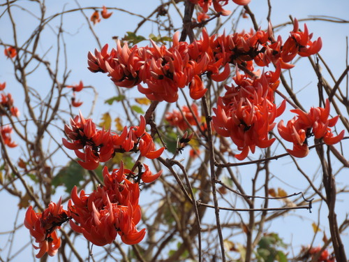 Butea superba — photo