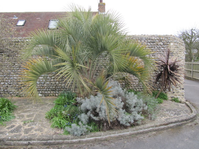 Butia campicola — photo