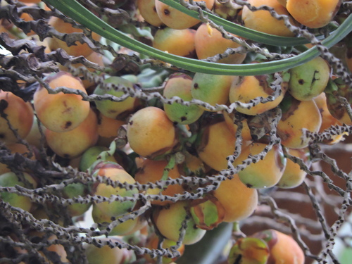 Butia catarinensis (Coastal jelly palm) — photo