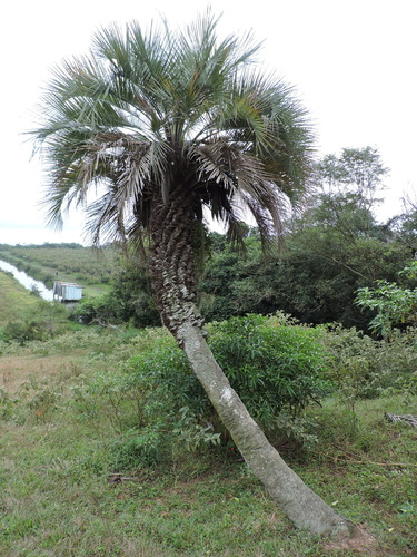 Butia catarinensis (Coastal jelly palm) — photo