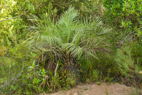 Butia catarinensis