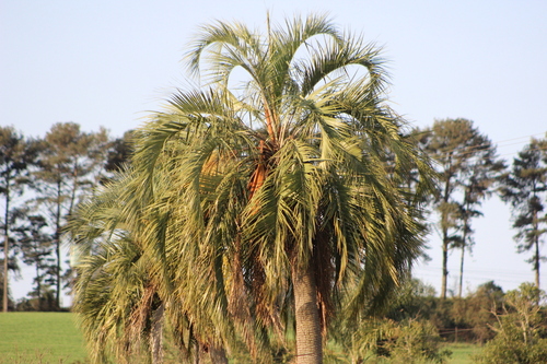 Butia eriospatha (Butia) — photo
