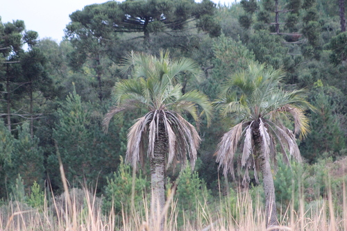 Butia eriospatha (Butia) — photo
