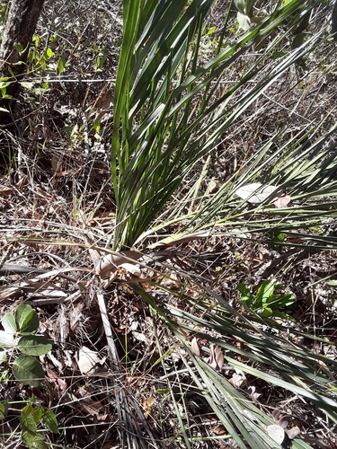 Butia lepidotispatha — photo