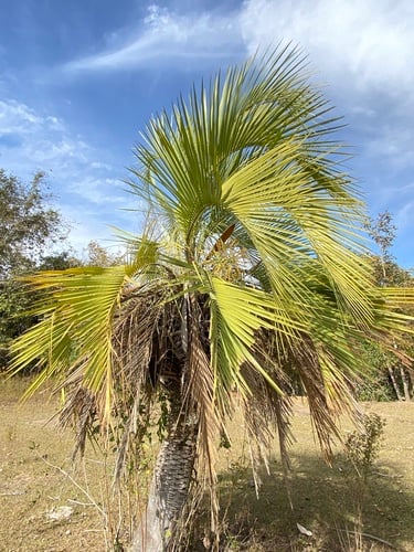 Butia matogrossensis — photo