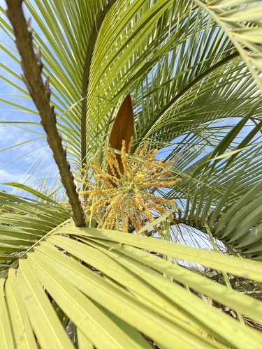 Butia matogrossensis — photo