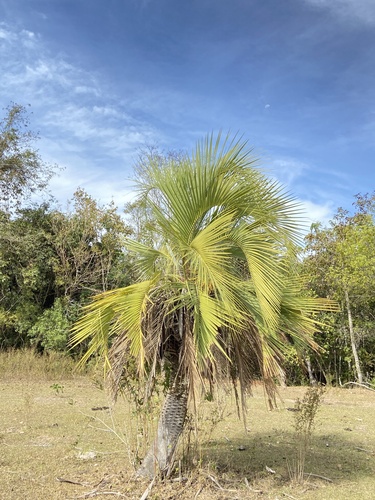 Butia matogrossensis