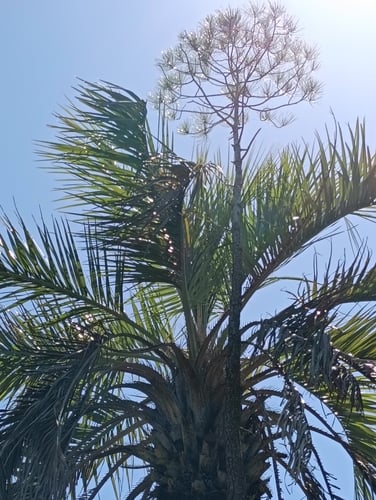 Butia odorata (Southern jelly palm) — photo