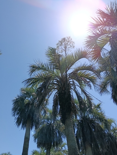 Butia odorata (Southern jelly palm) — photo