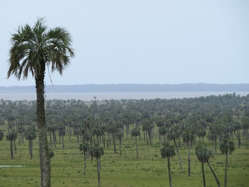Butia odorata