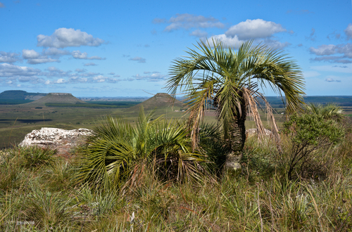 Butia paraguayensis — photo