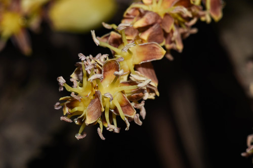Butia paraguayensis — photo