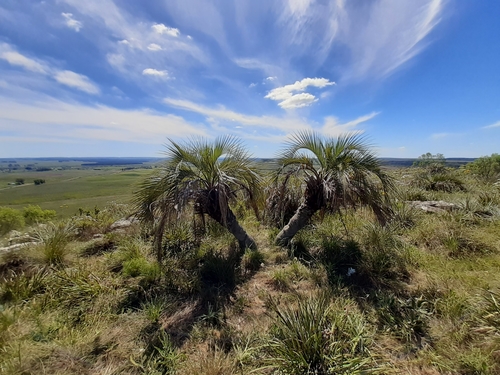 Butia paraguayensis