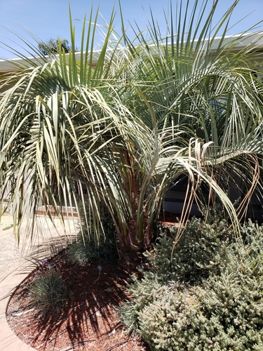Butia purpurascens (Purple yatay palm) — photo