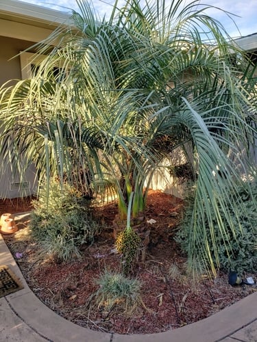Butia purpurascens (Purple yatay palm) — photo