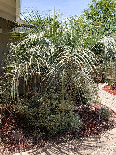 Butia purpurascens