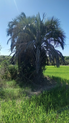 Butia yatay (Yatay palm) — photo