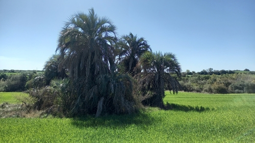 Butia yatay (Yatay palm) — photo