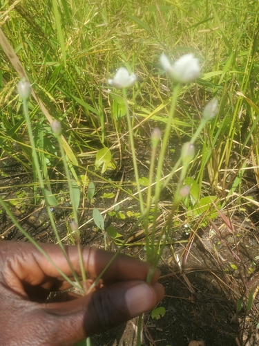 Butomopsis latifolia (Phak pai) — photo