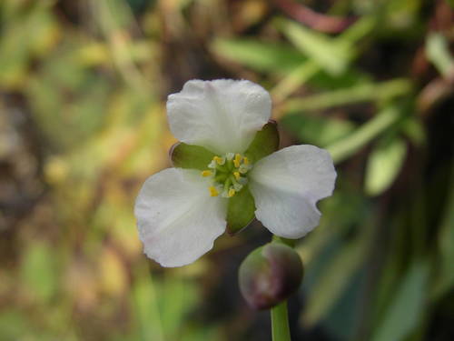 Butomopsis latifolia