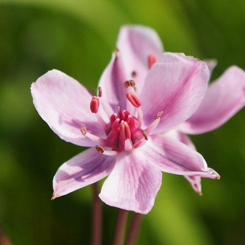 Butomus umbellatus (Flowering Rush) — photo