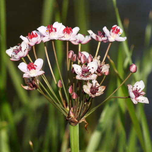 Butomus umbellatus (Flowering Rush) — photo