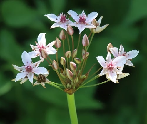 Butomaceae