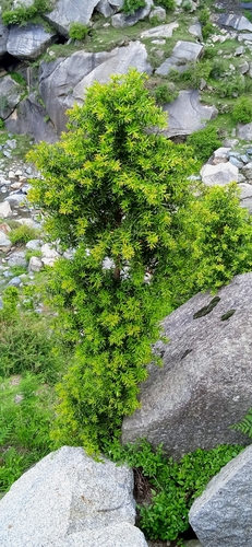 Buxus wallichiana (Eastern Himalayan box) — photo