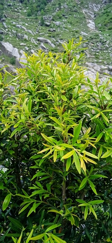 Buxus wallichiana (Eastern Himalayan box) — photo