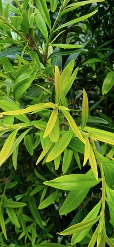 Buxus wallichiana