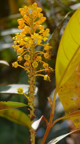 Byrsonima aerugo (White hicha) — photo