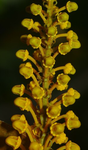 Byrsonima aerugo (White hicha) — photo